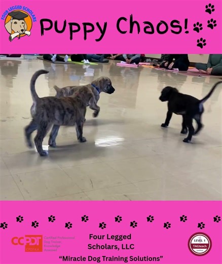 Puppy Training & Chaos - Middlefield OH