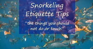 Snorkeling Etiquette - Avoid Harming Sea Life And Yourself