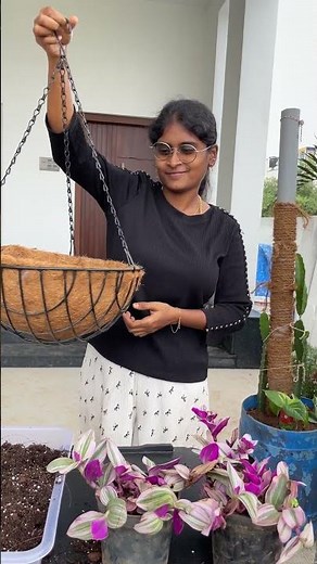 🌿 Repotting Wondering Jew Plant