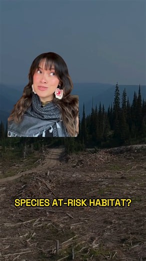 Spotted owls (and other at-risk species) can’t survive without old-growth forests. So why is the Carney government handing $1.2B to the forest industry in the same year it finally released a recovery plan that requires protecting old-growth habitat? These two things don’t add up. Read more in our press release ➡ WildernessCommittee.org/LoggingSubsidies #oldgrowth #endangered #spottedowl #caribou #mamu #cdnpoli #bcpoli | Wilderness Committee