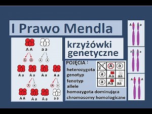 Podstawowe prawa dziedziczenia. Krzyżówki genetyczne.