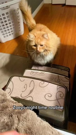 Cuddle Cat: A Perfect Goodnight Companion