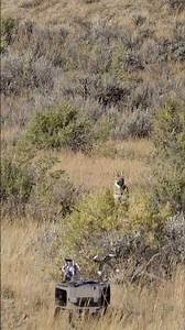 Right over top of the FOXPRO X360! Available now! #foxpro #coyote #hunting #wildlife #shorts