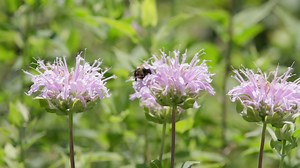 31K views · 291 reactions | Don’t worry, bee happy this #NationalHoneyBeeDay!  We partnered with Alvéole and installed 2 honey bee hives under our transmission lines in Prospect Heights. This initiative allows the bees to pollinate local flowers and provides a safe habitat. We’ll be donating a portion of the jars of harvested honey to local food pantries. | ComEd | Facebook