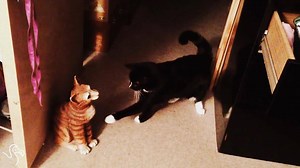 431K views · 8.7K reactions | Cats vs. Fake Cats | The Dodo | Facebook