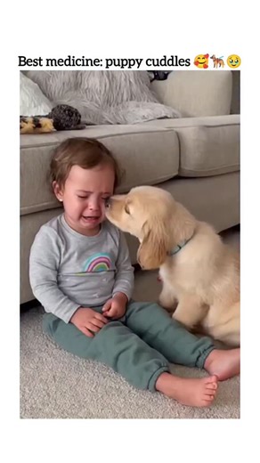 Creative Reels hub on Instagram: "This post from @petpopular (an account with over 100k followers that shares daily cute pet videos, crediting original owners) is a heartwarming clip that's getting some solid engagement (106 likes and growing as of now).The video (about 15 seconds long) shows an absolutely adorable scene: a tiny puppy with fluffy brown-and-white fur is being gently bathed in a sink. The pup sits calmly while water rinses over it, then gets wrapped in a towel and receives loving 
