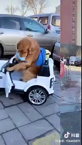 212K views · 1K reactions | From the quarantine file ..... make sure to have the audio on ........ MSAR | MSAR - Service Dogs | Facebook