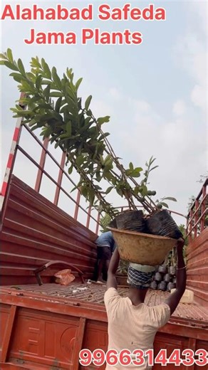 Alahabad Safeda Jama Plants- Farming