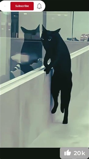 👉 "Cats on the Catwalk – Too Funny!" #CatwalkCats #FunnyCats #USACommunity #MustWatch #Viral #USA