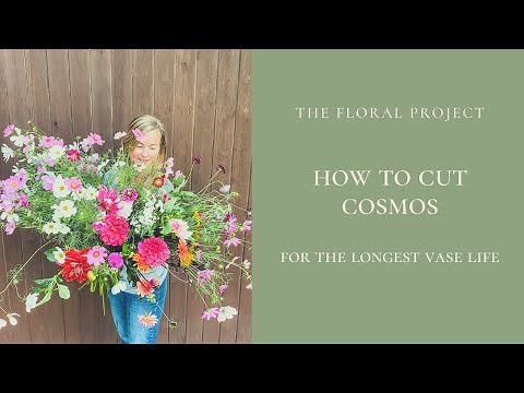 How to Cut Cosmos