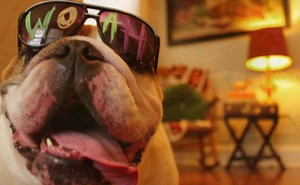 Best Day Of My Life (Dog Version)