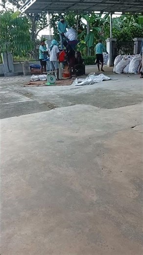 Post-harvest corn milling process. #shorts