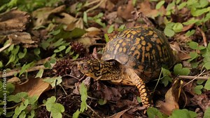 North American box turtle (Terrapene) small turtles with a convex shell. They live in the USA and Mexico near bodies of water.