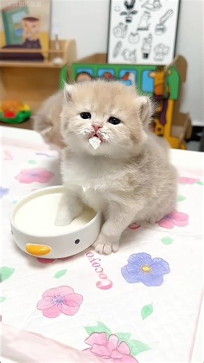 Tiny Kittens Make a Mess While Drinking Milk 😹❤️