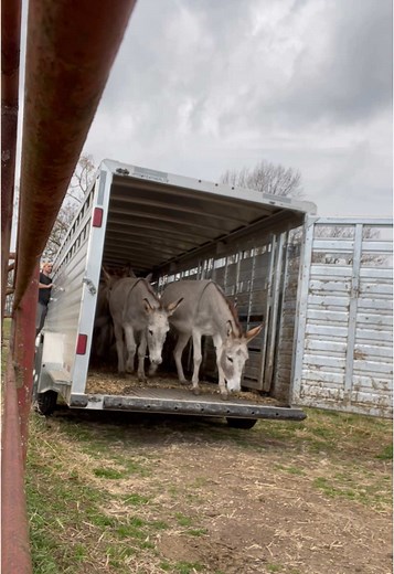 We love our Livestock Guardian Donkeys around here. We have 2-3 per pasture. #farm #ranchlife #farmlife