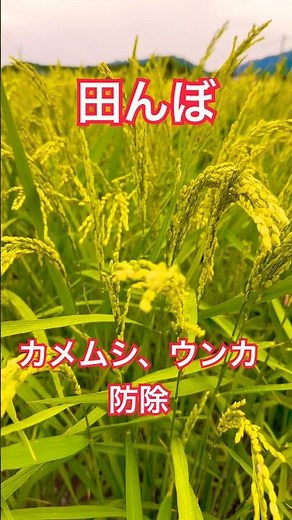 今しかない‼️カメムシ防除こうやります
