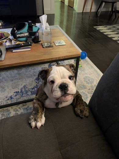 Why Won’t My Dog Leave Me Alone? Tips To End Needy Behavior | The Bulldog Blog