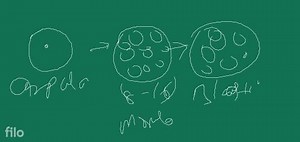(a) Show diagrammatically stages of embryonic development from ... | Filo