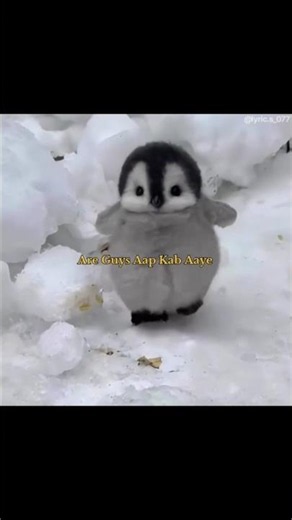 Penguin Song 🤩 || Dil Mera Senti Hai ||#lyrics #trending #shorts #ytshorts #viral #song