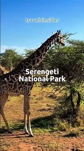 Top Reasons to Visit Tanzania in 2026 | Ultimate Travel Guide #shortvideo