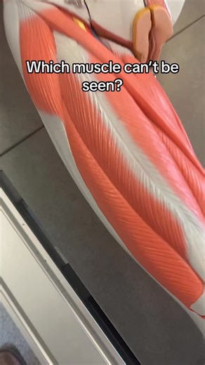 Professor Klein Anatomy on Instagram: "What muscle is not seen? Quad explanation by Professor Klein! #anatomy #muscles #quads #anatomylab #physicaltherapy #quiz #mystery #ohiouniversity"