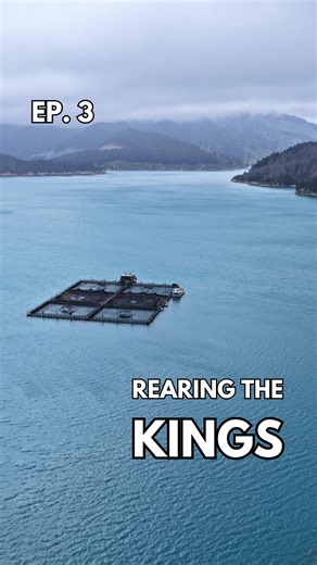 Episode 3: Rearing the Kings Only 1% of the world’s salmon are King salmon — and New Zealand grows almost all of them. From freshwater smolts to ocean athletes — @nz_kingsalmon fish spend over a year in the clear waters of the Marlborough Sounds, swimming in spacious pens and fed diets tailored specifically for their species. With less than 1% of the world’s salmon being Kings, and New Zealand farming most of them, this is a niche craft dominated by the Kiwis. Careful stocking, continuous water 