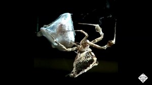 How Spider-Inspired Tools Could Revolutionize Nanofiber Handling | Britannica