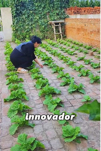 Innovative Methods for Growing Vegetables Successfully