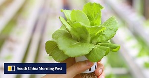 Farming without soil: new Japanese tech makes growing fruit and vegetables possible in any environment