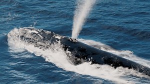 large blue whale breathing spouting fountain of water and diving deep into blue ocean waters. 3d animation of humpback whale breaths steam and shows fluke. message me for inqueries
