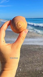 Perfect beach combing trip in SEFL 🐚✨️ #shells #shelling #beachcomber #floridabeaches #collectingseashells | The Seashell Mermaid
