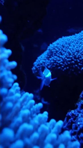 Cinematic Shark Attack: The Small Fish’s Final Escape | Epic Underwater Survival Story