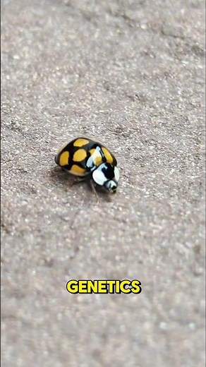 Ladybug Spots DON’T Mean What You Think🤔🐞 #facts #insects #biology #ladybug #sciencefacts