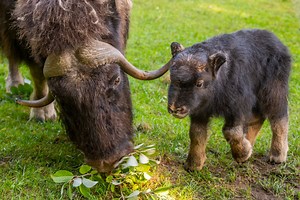 Our adorable 7-day-old muskox calf is a girl! 💗 Help us name the fluffy cutie from a slate of keeper-chosen names now through Sept. 25 at noon. Then, see the growing calf explore her baby-proofed muskoxen habitat with her amazing mom, Charlotte. Read the story and vote on the calf’s name at www.pdza.org/help-name-muskox-calf/ 🗳️ The winning name will be announced on Tuesday, Sept. 26. 🎉 | Point Defiance Zoo & Aquarium