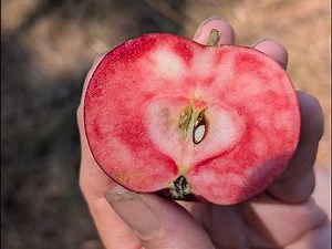 Scratting and Pressing