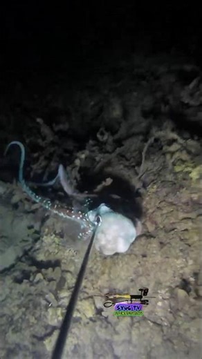 Blue spotted octopus #nightspearfishing #octopus