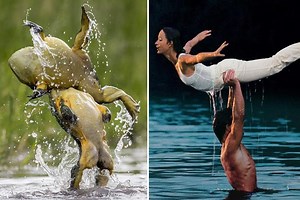 Two bullfrogs recreate the iconic Dirty Dancing lift to prove no frog should be put in the corner