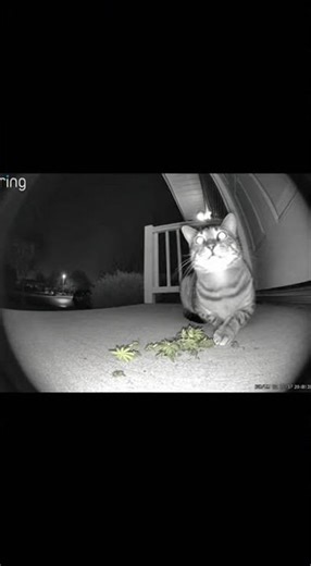 Cat Caught Getting High on Ring Camera