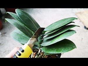 繁殖蝴蝶兰，只需在这个位置切一刀，一棵变几棵