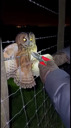 Owl Trapped in Wire Fence | Night Rescue with Flashlight #shortsfeed #shorts