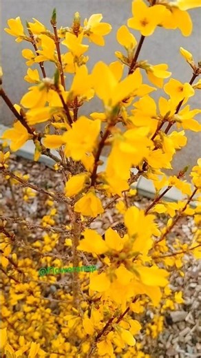 Beautiful Flower Tree without leaves.🌼🌼#flowers #spring #viral