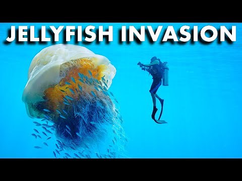 Why the Ocean is Becoming a Jellyfish Apocalypse