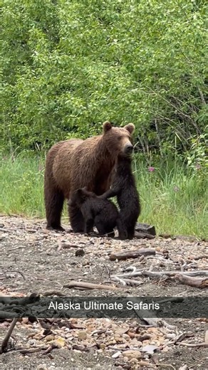 Wait for the Cub on the Right to Stand Up @alaskaultimatesafarisllc7816