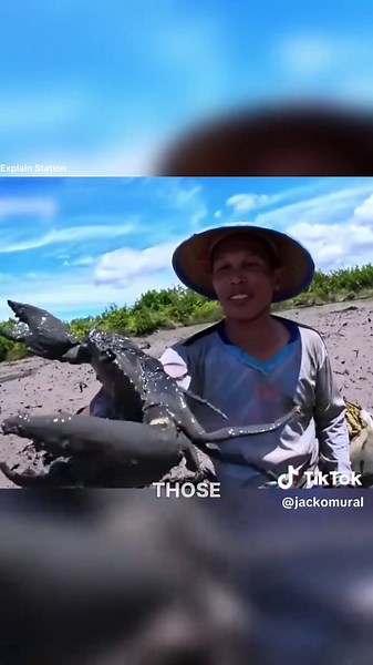 This Man Finds Giant Mud Crabs Hiding in the Mud 🦀😱