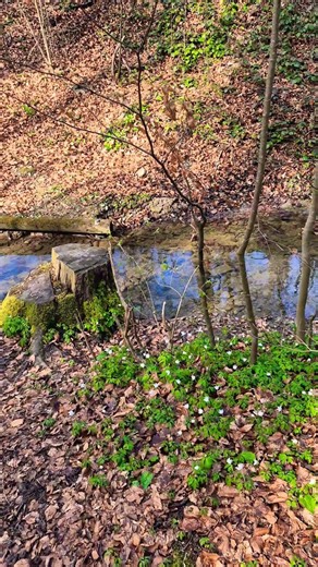 Spring Forest Stream – 5s Nature Ambience | Switzerland