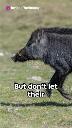 Wild Hogs of Florida - Nature's Unruly Residents