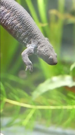 🐸🔍 Un anfibiario con varias especies diferentes