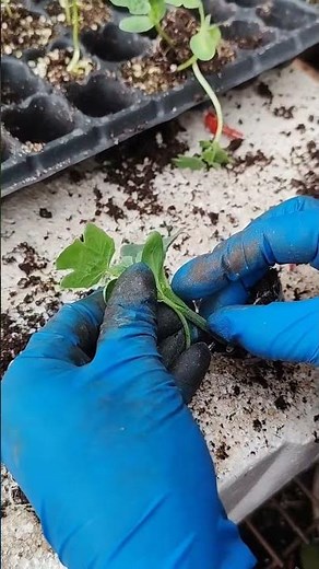 Golden ball grafting technique, upside down grafting 🌱#khedut #grafting#tree #ball #shorts#trend