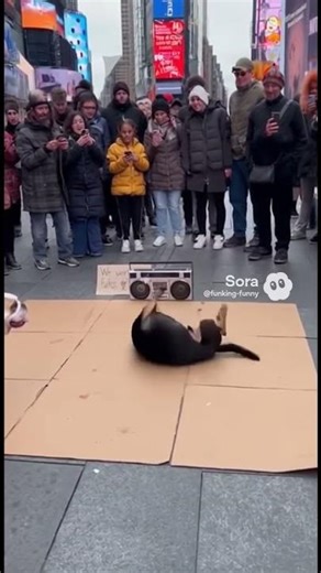 BREAK DANCING DOGS Challenge! Who Has the Best Moves? 🐶🕺