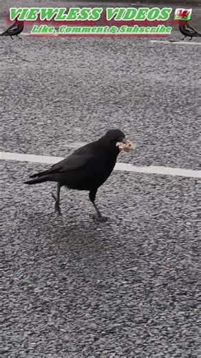 Crow with a FULL beak makes a quick getaway! #backyardbirds #birdcommunity #wildlife